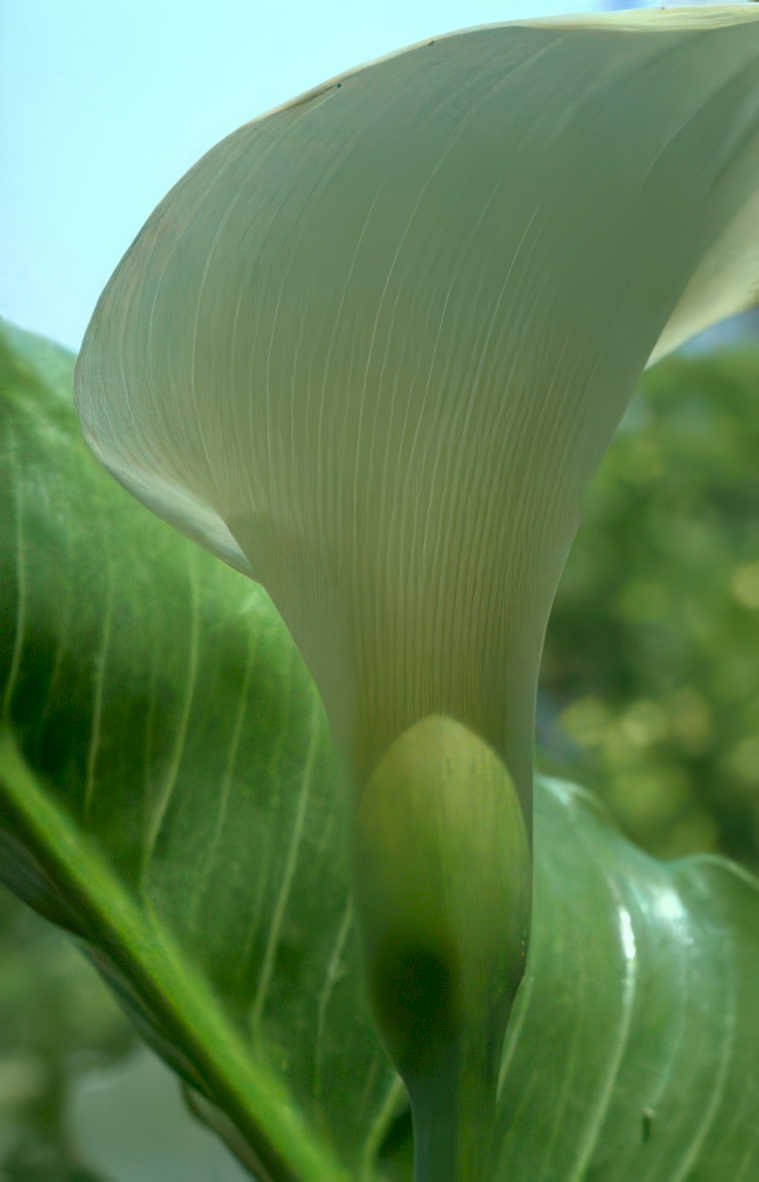 call lily bud Vintage A4 Photo Print
