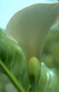 callalily bloom detail Vintage A4 Photo Print