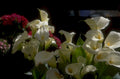 callas carnations white 1980s 1990s A4 Photo Print