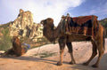 camel caravan cappadocia 1980s 1990s A4 Photo Print
