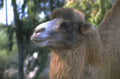 camel dromedary zoo 1980s 1990s A4 Photo Print
