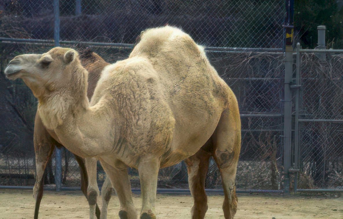 camel enclosure zoo 1 Vintage A4 Photo Print