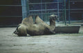 camel enclosure zoo 2 Vintage A4 Photo Print