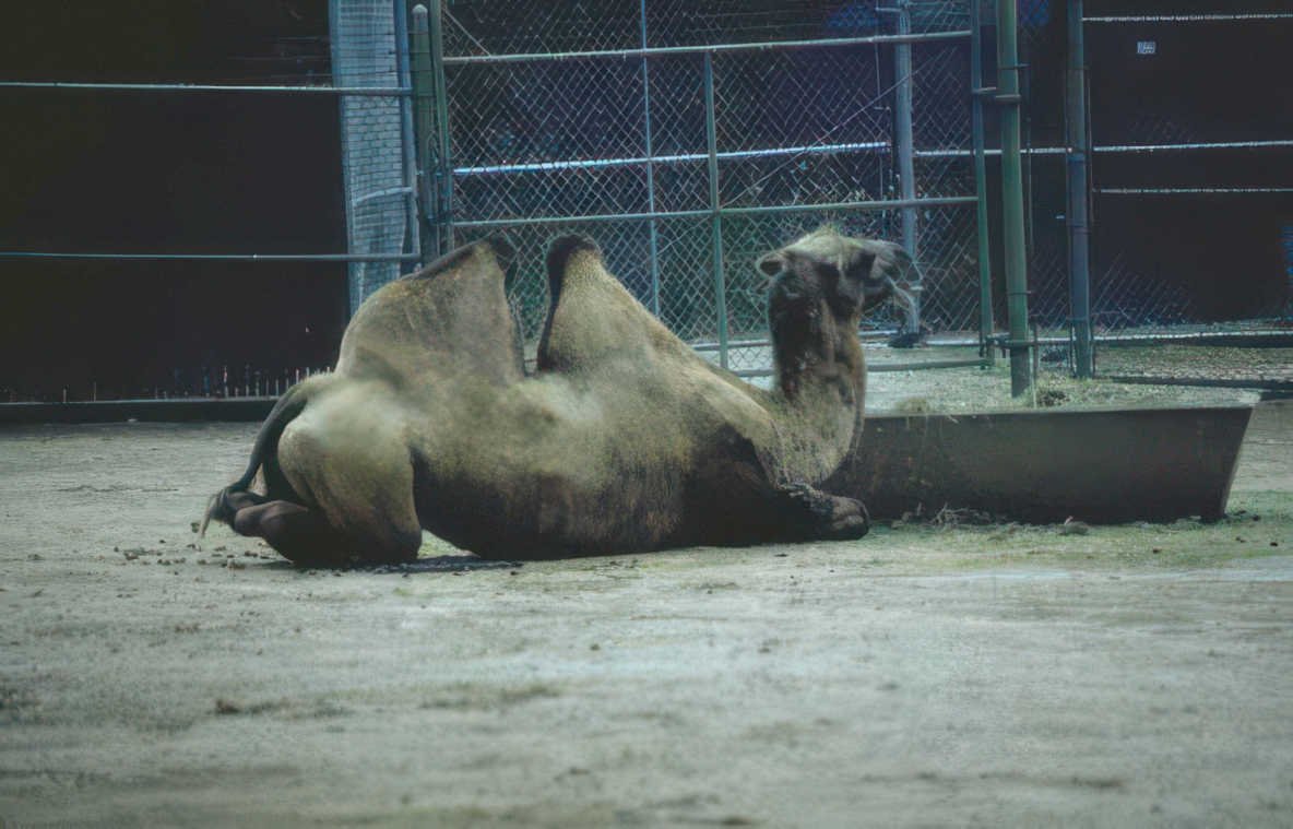 camel enclosure zoo 2 Vintage A4 Photo Print