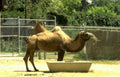 camel enclosure zoo 3 Vintage A4 Photo Print