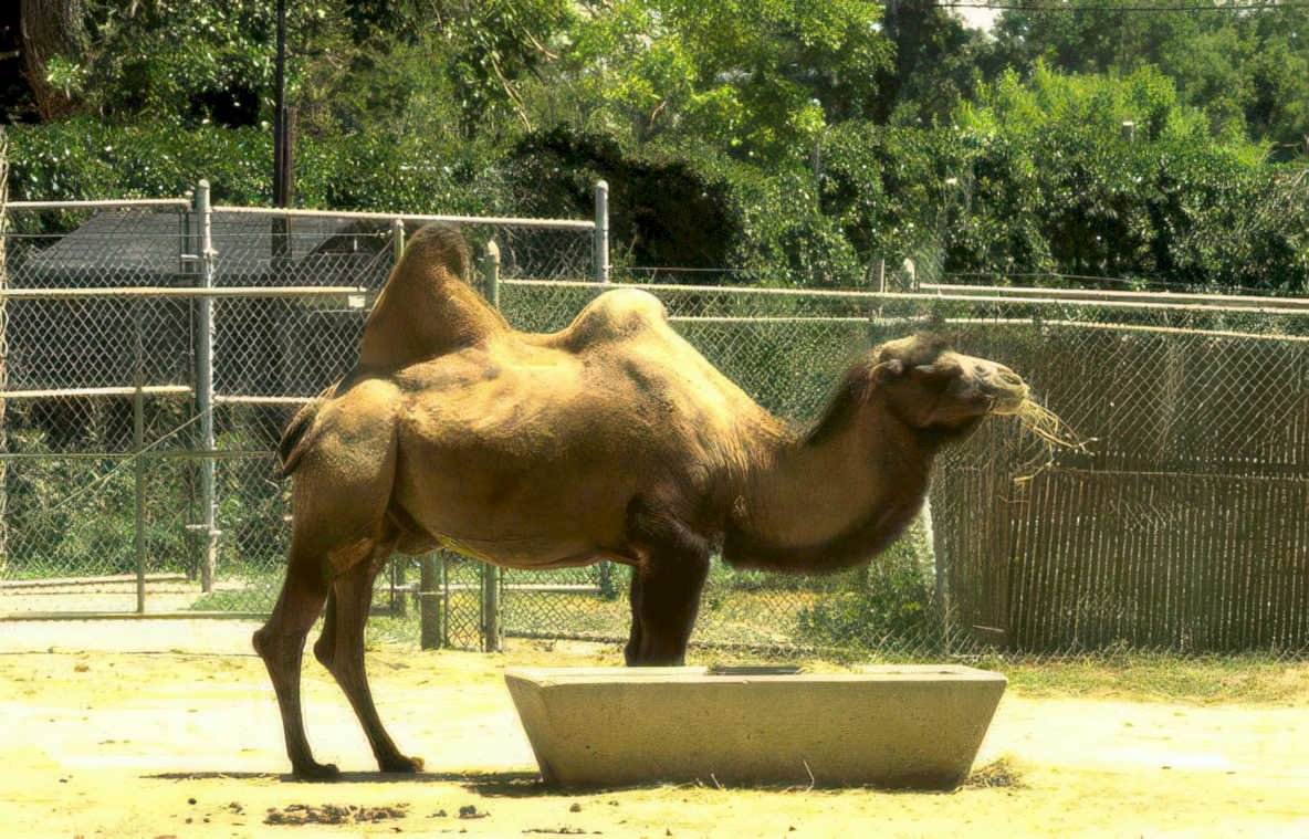 camel enclosure zoo 3 Vintage A4 Photo Print