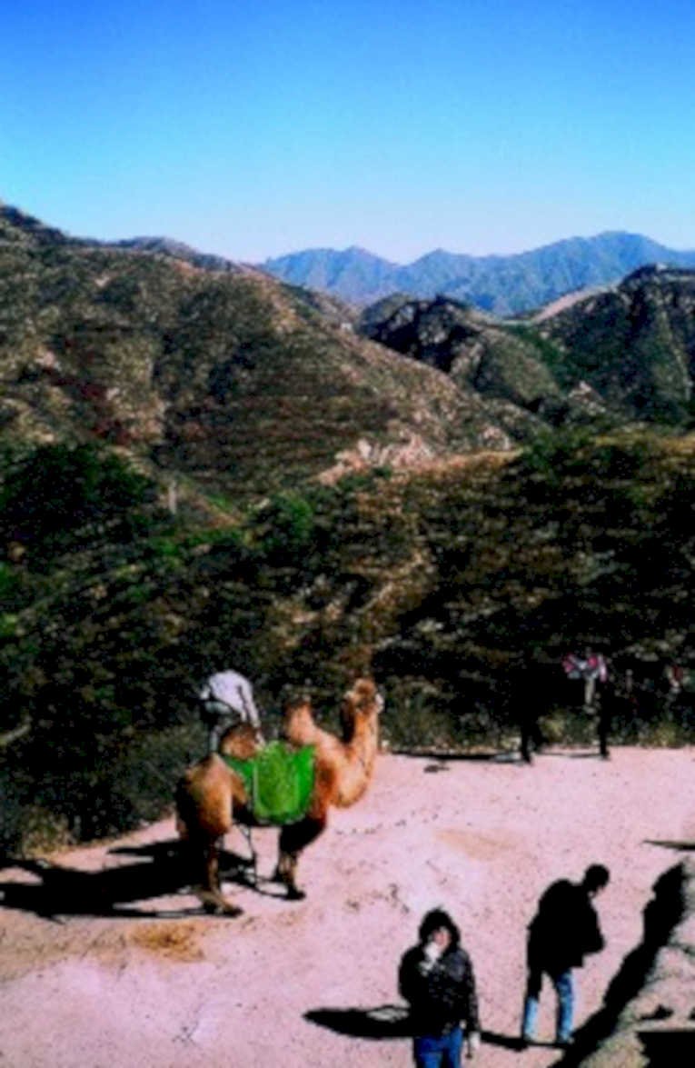 camel great wall1980s 1990s A4 Photo Print