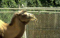 camel hay fence Vintage A4 Photo Print