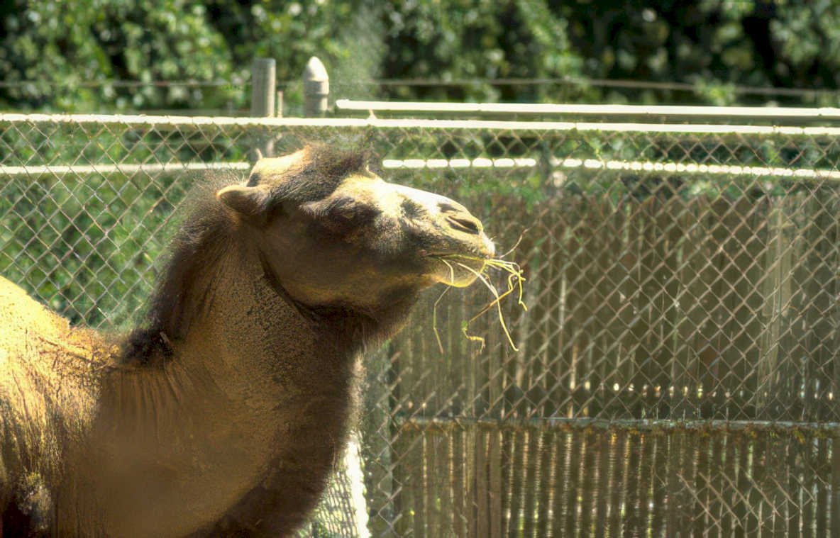 camel hay fence Vintage A4 Photo Print