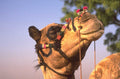 camel headgear desert 1980s 1990s A4 Photo Print