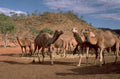 camel herd australia 1980s 1990s A4 Photo Print