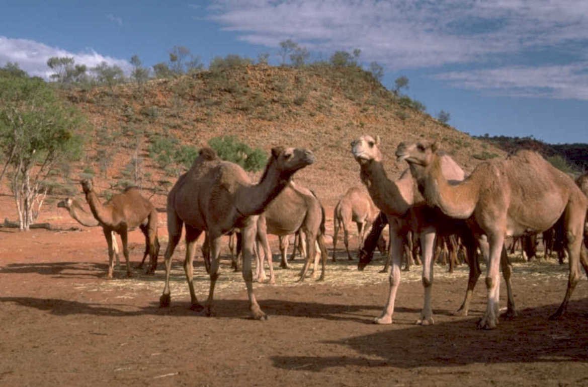 camel herd australia 1980s 1990s A4 Photo Print