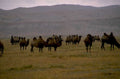 camel herd mongolia 1980s 1990s A4 Photo Print