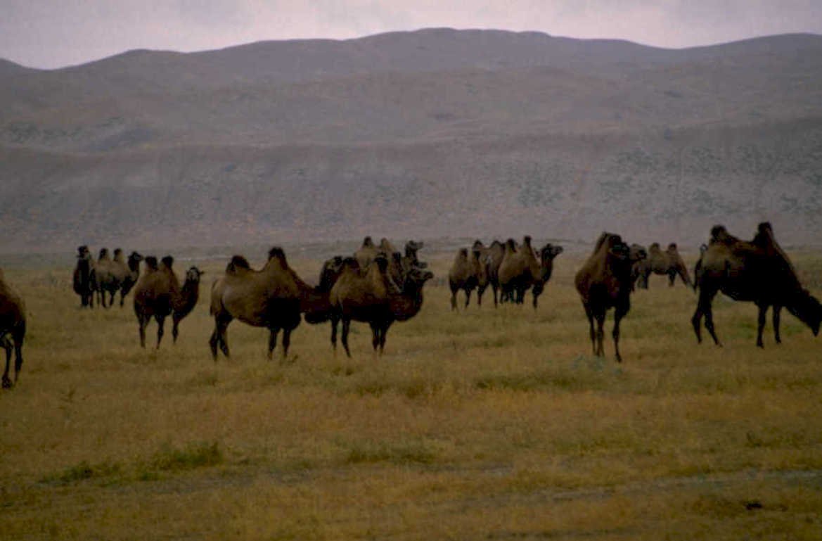 camel herd mongolia 1980s 1990s A4 Photo Print