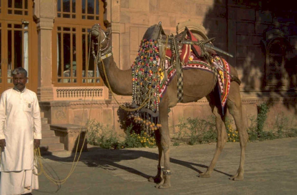 camel jodhpur fort 1980s 1990s A4 Photo Print