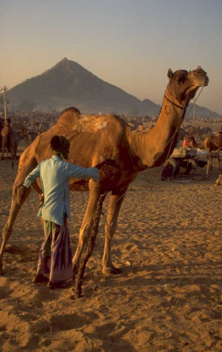 camel milking rajasthan 1980s 1990s A4 Photo Print
