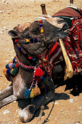 camel morocco desert1980s 1990s A4 Photo Print