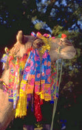 camel parade marrakech 1980s 1990s A4 Photo Print
