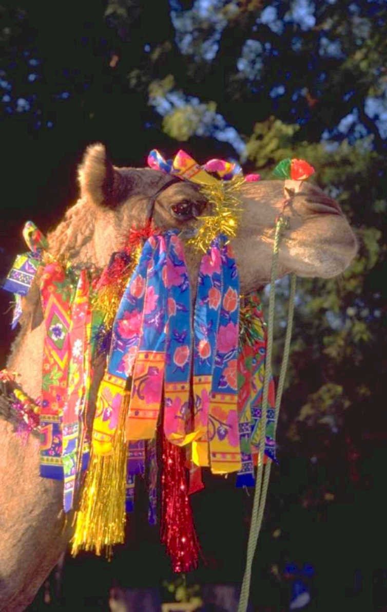 camel parade marrakech 1980s 1990s A4 Photo Print
