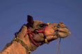 camel portrait 1980s 1990s A4 Photo Print