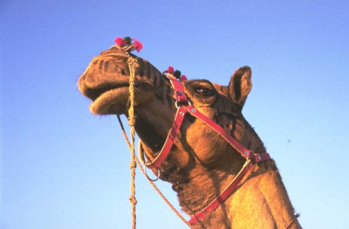 camel portrait desert 1980s 1990s A4 Photo Print