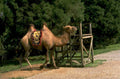 camel saddle scaffolding 1980s 1990s A4 Photo Print