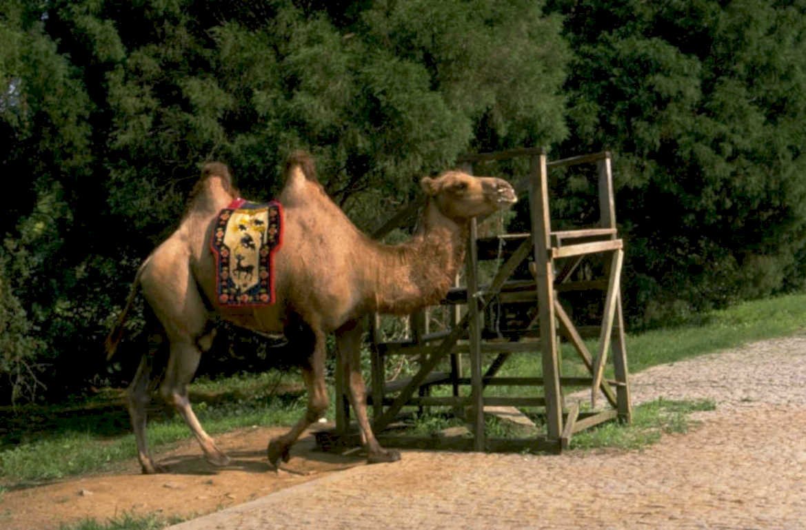 camel saddle scaffolding 1980s 1990s A4 Photo Print