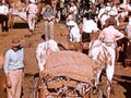 camel transport 1930s1980s 1990s A4 Photo Print
