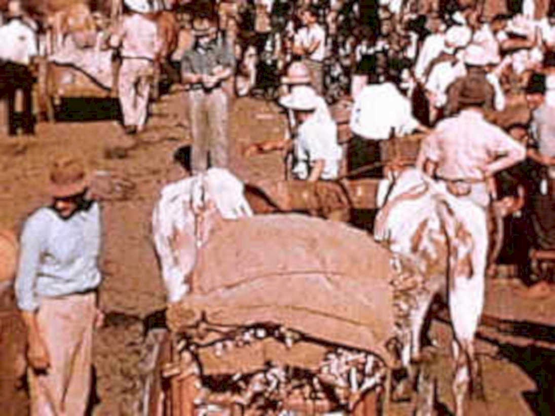 camel transport 1930s1980s 1990s A4 Photo Print