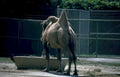 camel trough fence Vintage A4 Photo Print