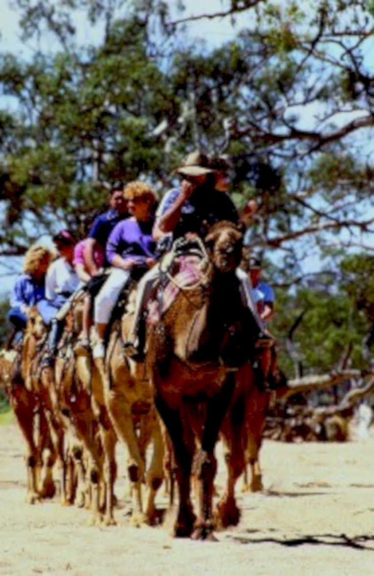 camel uluru tourists1980s 1990s A4 Photo Print