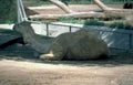 camel zoo midday Vintage A4 Photo Print