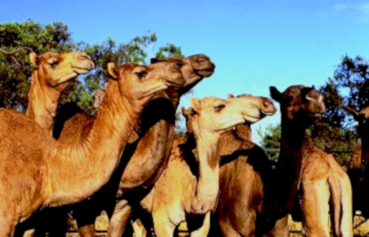 camels desert sky1980s 1990s A4 Photo Print