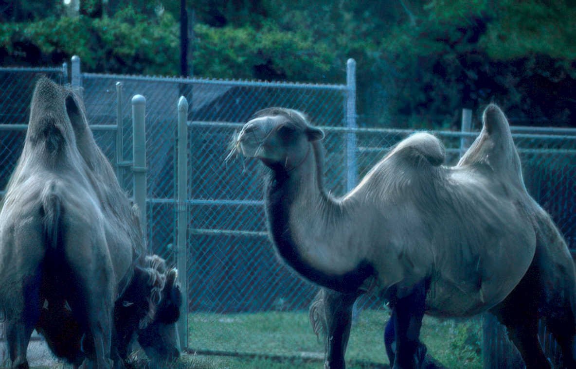 camels fence grass Vintage A4 Photo Print