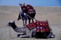 camels sahara desert1980s 1990s A4 Photo Print