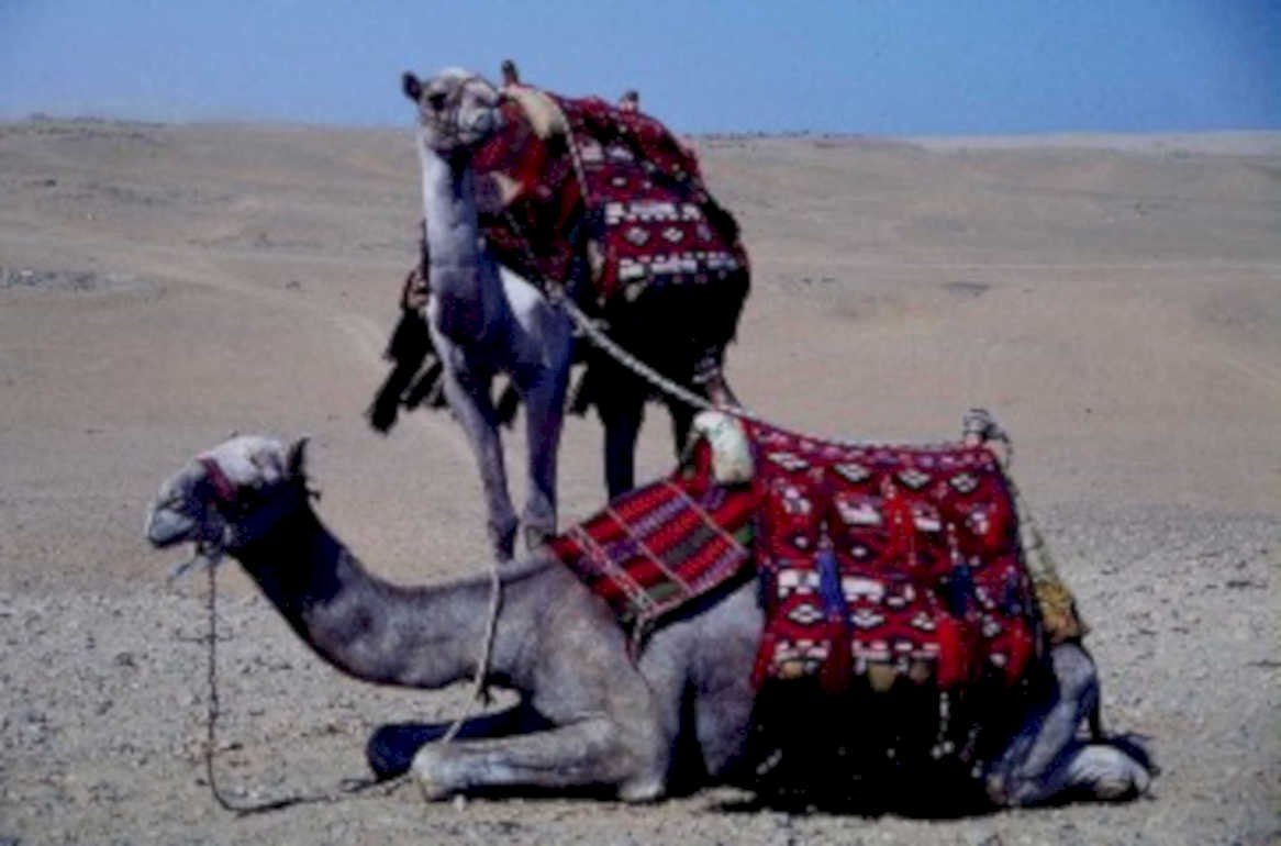 camels sahara desert1980s 1990s A4 Photo Print