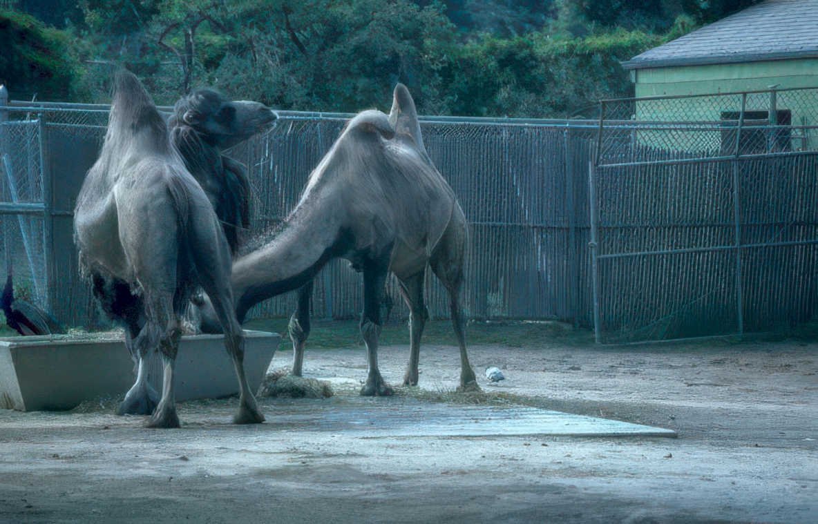 camels trough fence Vintage A4 Photo Print
