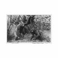 cameroon family of gorillas zoological company of yaounde 79 cameroun famille de gorilles ed compagnie zoolog Vintage A4 Photo Print