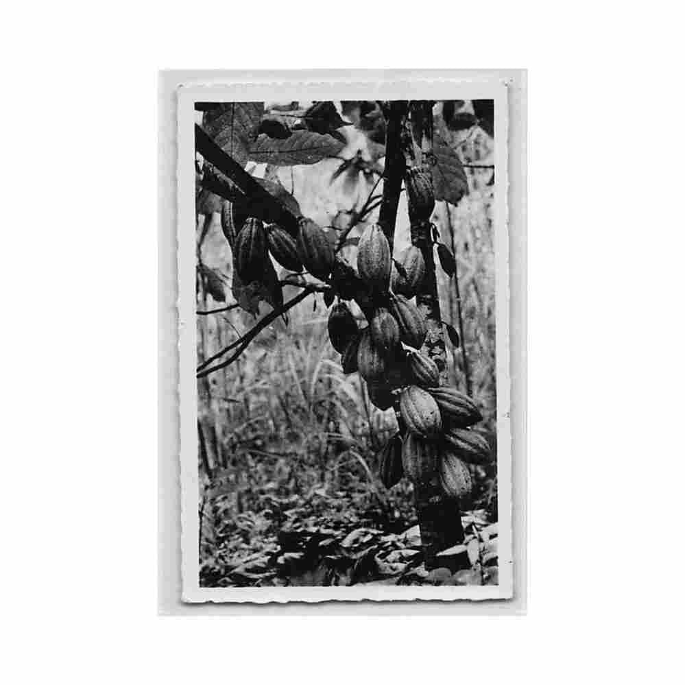 cameroun cacaoyer ed r pauleau 304 Vintage A4 Photo Print