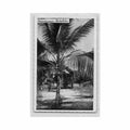 cameroun cocotier ed r pauleau 94 Vintage A4 Photo Print