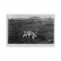 cameroun lionne ed la carte africaine 59 Vintage A4 Photo Print