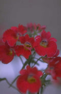 campanula flowers red 1980s 1990s A4 Photo Print