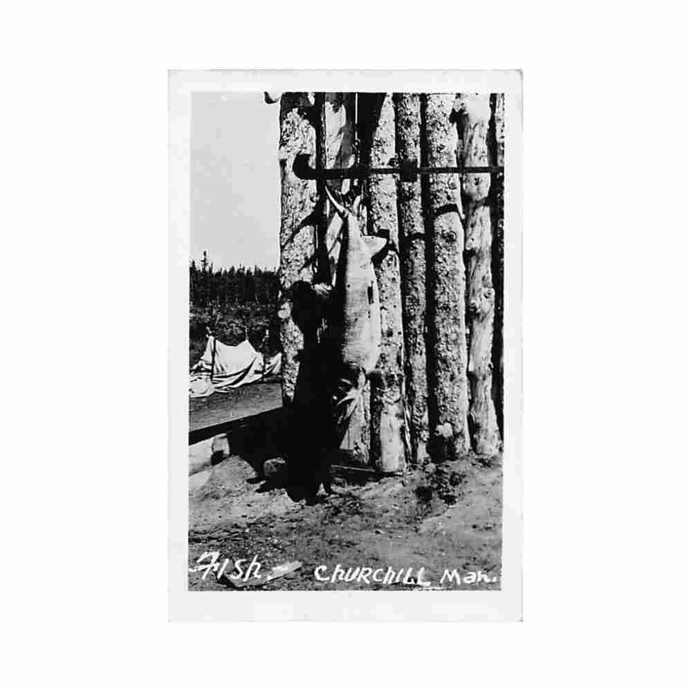 canada churchill mb fish Vintage A4 Photo Print