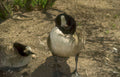 canada geese Vintage A4 Photo Print