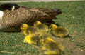 canada geese goslings Vintage A4 Photo Print