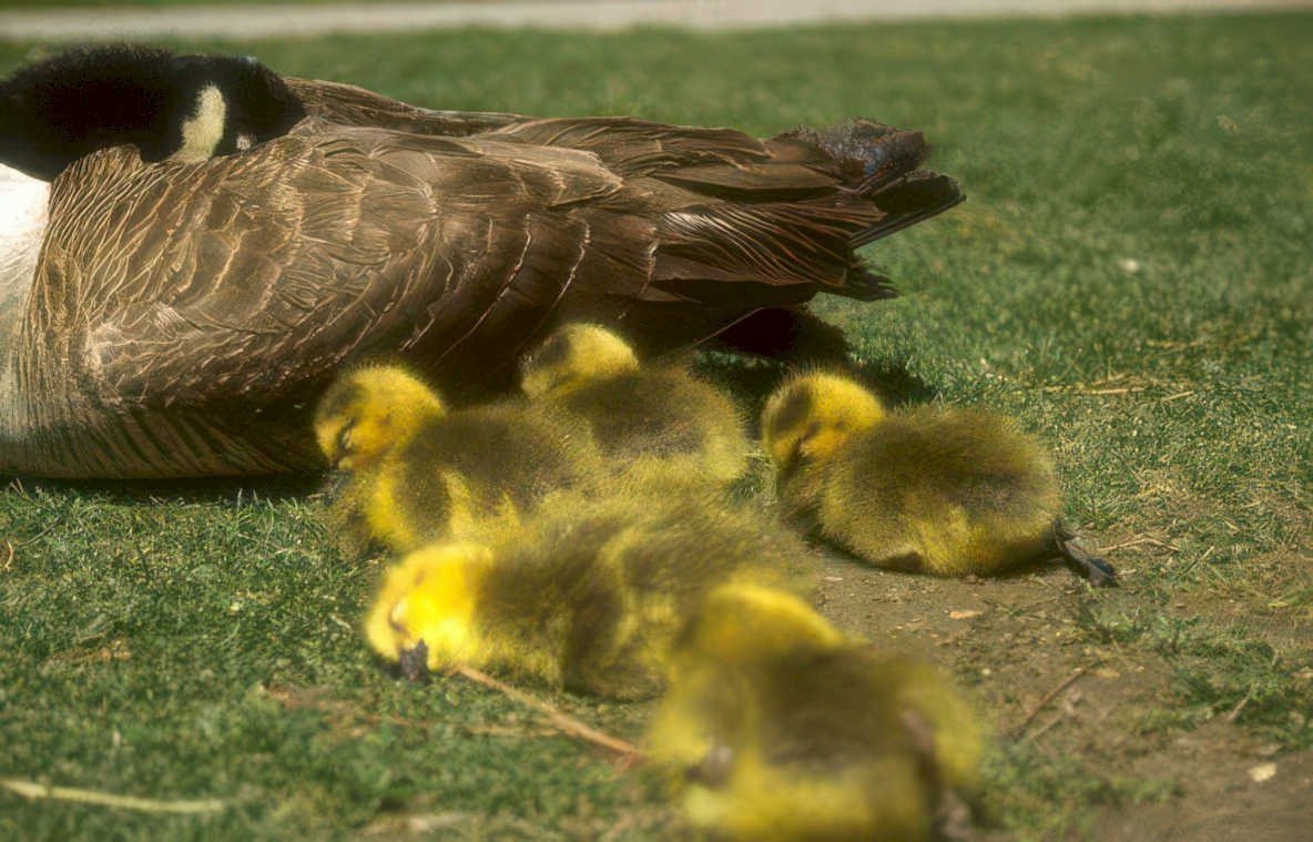 canada geese goslings Vintage A4 Photo Print