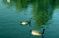 canada geese lake 1 Vintage A4 Photo Print