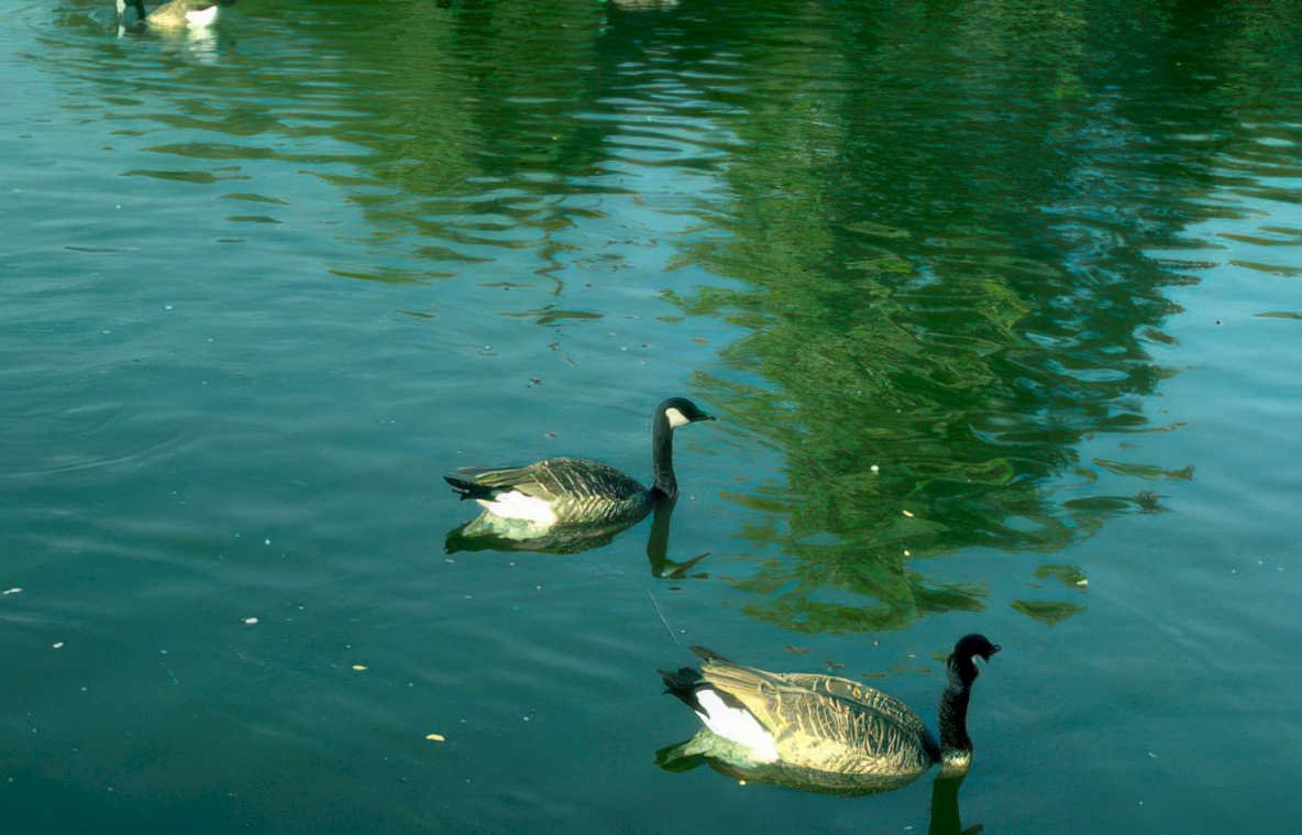canada geese lake 1 Vintage A4 Photo Print