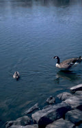 canada geese lake 2 Vintage A4 Photo Print