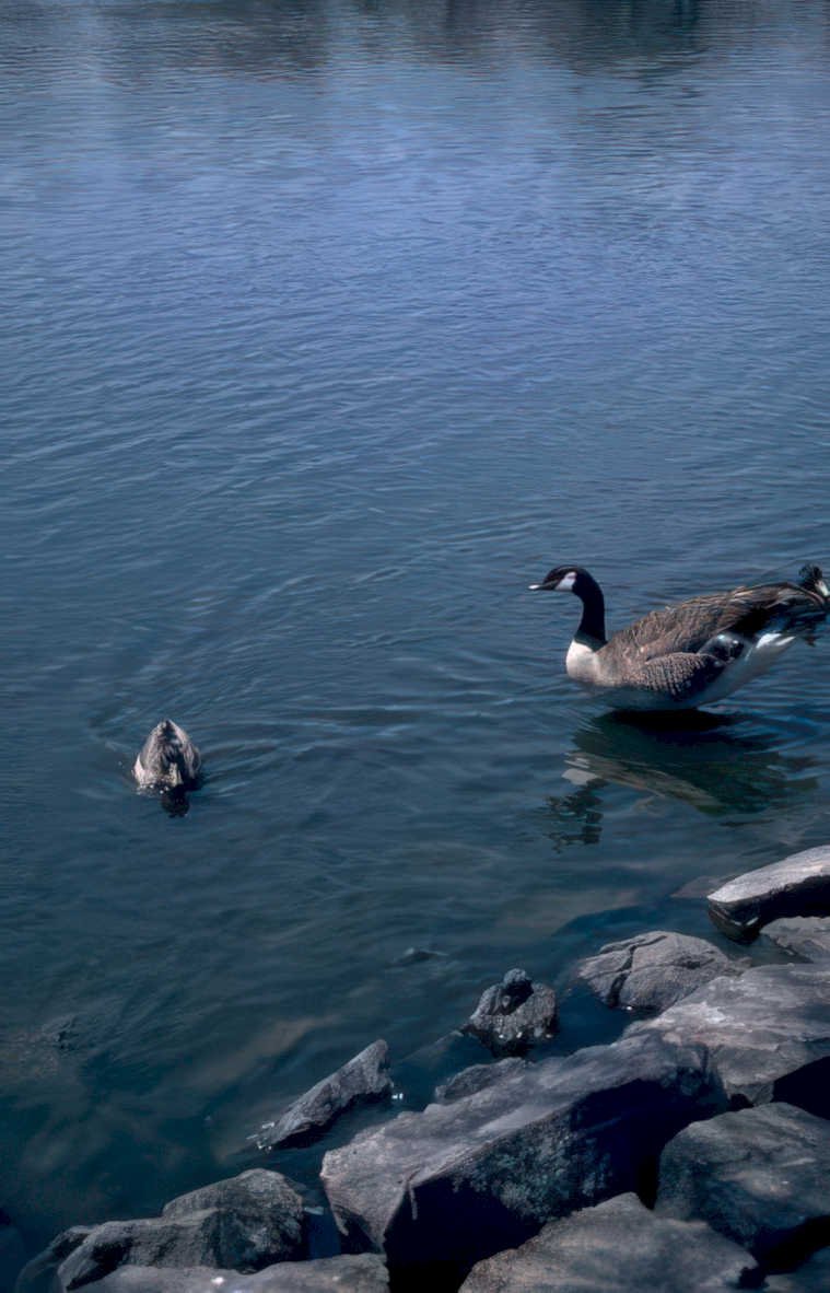 canada geese lake 2 Vintage A4 Photo Print